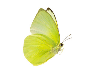  Beautiful butterfly flying isolated on white background. Use for graphics or advertising design.