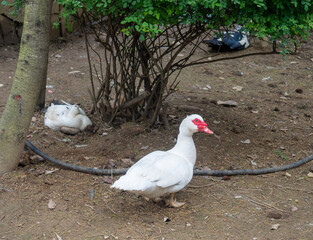 Muscovy duck in the park. Bird in the zoo. Rare animal.