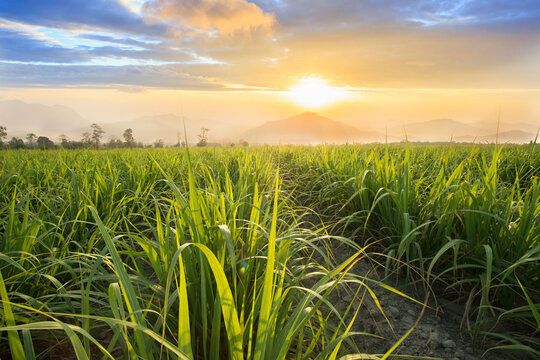Sugarcane field at sunset. sugarcane is a grass of poaceae family. it taste sweet and good for health. Well known as tebu in malaysia