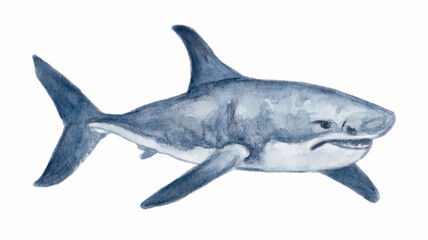Watercolor illustration of great white shark.