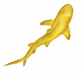 Watercolor illustration of lemon shark.