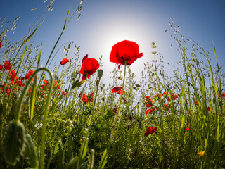 poppies in spring