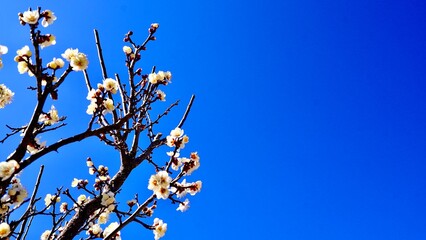 晴天の青空に咲く春日野（かすがの）という梅の開花