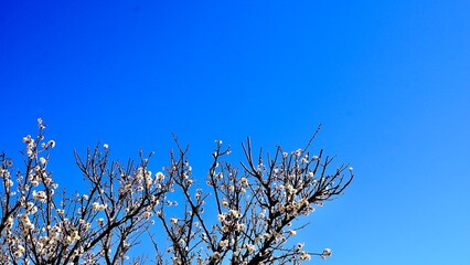 晴天の青空に咲く春日野（かすがの）という梅の開花
