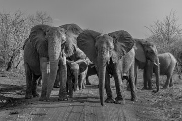 Elephant family protectively  crossing dirt road in Tanzania- facing camera