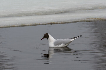 The gull floats along the river at the edge of the ice and carefully looks into the water in search of prey.