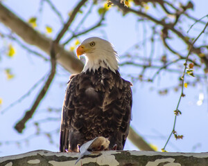 american bald eagle