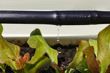 Drip Irrigation System Close Up.   Water saving drip irrigation system being used in an organic salad garden. - obrazy, fototapety, plakaty