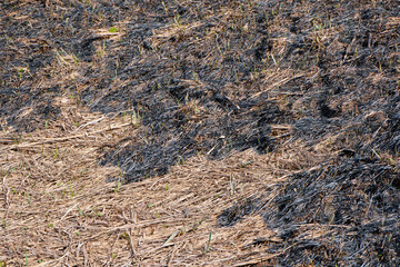 Burn grass, earth after a fire