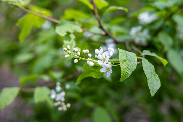 Fototapeta na wymiar Bird cherry flowers close up on a background of green leaves