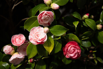 Camelia flowers in the garden