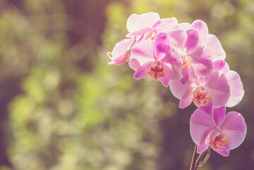 Purple Orchid branch on green natural background
