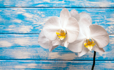 A branch of white orchids on a blue wooden background
