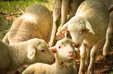 Obraz premium A group of young, white, cute and newborn lambs in a herd of sheep 