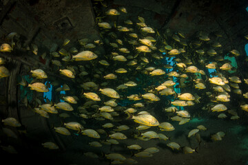 Blue-Stripped Grunt (Haemulon sciurus) on a sunken Dakota aircraft off the Dutch Caribbean island...