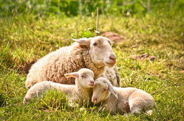 Naklejka na ściany i meble very cute, flurry wooly white lambs with its mother in the green grass 