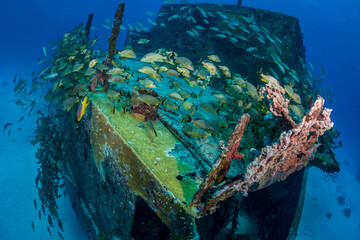 Blue-Stripped Grunts (Haemulon sciurus) on the Carib Cargo divesite off the Dutch Caribbean island...