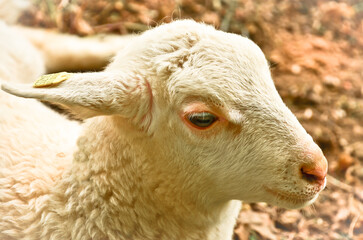 Closeup portrait of a  very cute, flurry wooly white lamb i