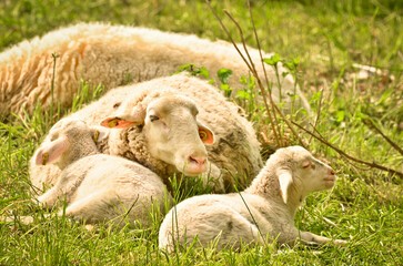 Naklejka na ściany i meble very cute, flurry wooly white lambs with its mother in the green grass 