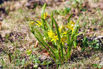 Yellow star-of-Bethlehem flowers or Gagea lutea on a green meadow, sunlight