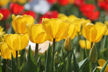 Yellow tulip flowers close-up in garden