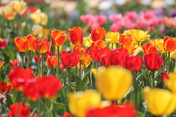 Abundant flowering of red, yellow and orange tulips in spring. Bright field of tulip flowers