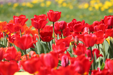 Abundant flowering of red tulips in spring. Bright field of tulip flowers