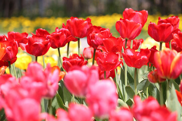 Fototapeta premium Abundant flowering of pink and red tulips in spring. Bright field of tulip flowers
