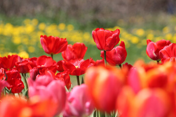 Obraz premium Abundant flowering of pink and red tulips in spring. Bright field of tulip flowers