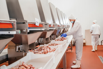 The meat factory.Automated production line in modern food factory.Containers on a conveyor line with raw chicken drumstick.Factory for the production of food from meat,poultry.Conveyor Belt Food.