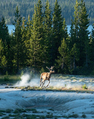 An elk kicks up dust as it runs around hot springs in Yellowston