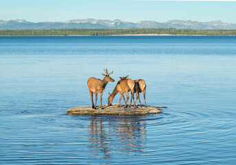 A group of elk standing on a small island in Yellowstone Lake.