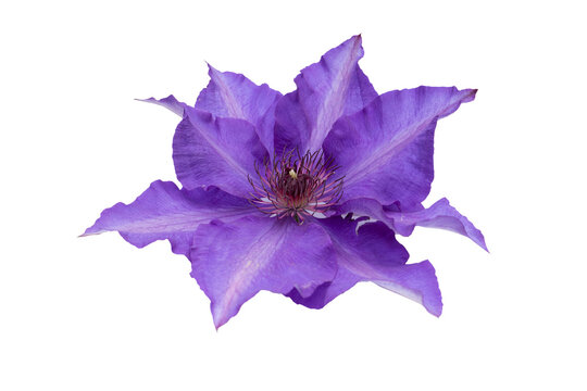 huge purple or violet clematis flower isolated on white