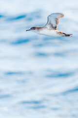 A balearic shearwater (Puffinus mauretanicus) in the Mediterranean sea