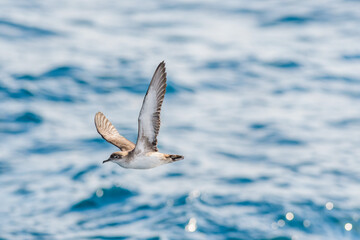 A balearic shearwater (Puffinus mauretanicus) in the Mediterranean sea