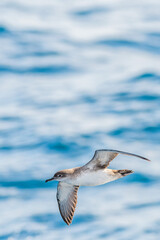 A balearic shearwater (Puffinus mauretanicus) in the Mediterranean sea