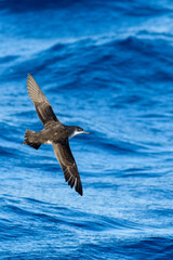 A balearic shearwater (Puffinus mauretanicus) in the Mediterranean sea