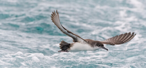A balearic shearwater (Puffinus mauretanicus) in the Mediterranean sea
