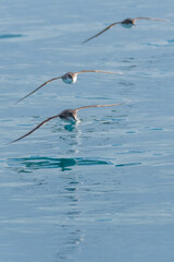A balearic shearwater (Puffinus mauretanicus) in the Mediterranean sea