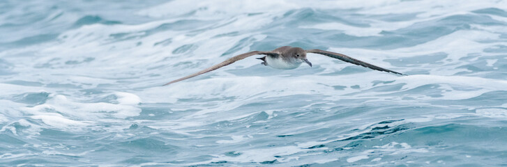 A balearic shearwater (Puffinus mauretanicus) in the Mediterranean sea