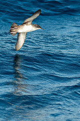 A balearic shearwater (Puffinus mauretanicus) in the Mediterranean sea