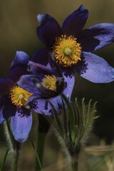 Purple pasqueflowers сlose-up outdoors in sunlight. Pulsatilla patens, eastern pasqueflower, spreading anemone. Fluffy spring flowers with purple petals and a yellow center. Vertical. Purple flowers.