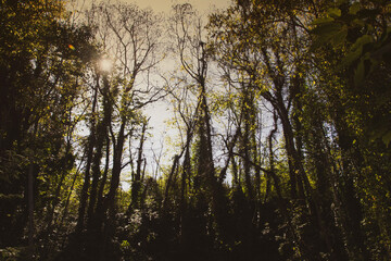 sunset in the forest