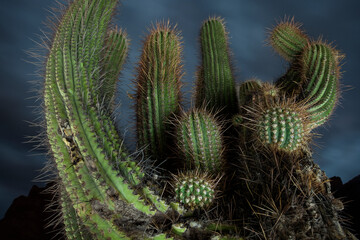 A detail shot of cool cactus in the hot desert of Argentina.