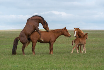 Mating of a pair of horses on a green meadow in the presence of foals