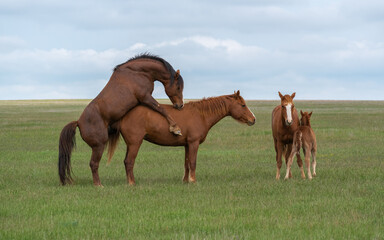 Mating of a pair of horses on a green meadow in the presence of foals