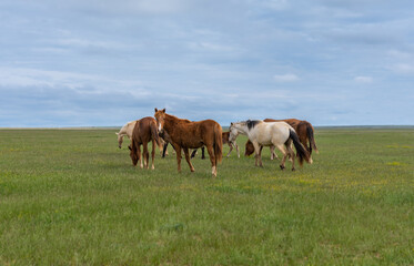 Naklejka na ściany i meble A herd of horses graze on a green meadow against a blue sky