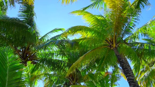 Background of tropical palm tree leaves swaying in the breeze and the way sunlight and shadow is falling on the leaves