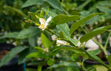 Close-up of Lime Blossoms and Small Lime Fruits