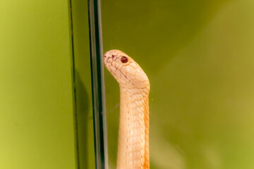 closeup of yellow snake on the green background. Morning sun. snake in the tree shade.snake with...